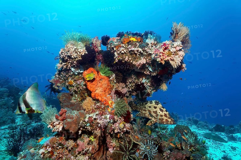 Coral block, various lower animals (Invertebrata) animals, sponges (Porifera) and corals, on the left sharpmouth batfish (Platax pinnatus), on the right under overhang brown marbled grouper (Epinephelus fuscoguttatus), Great Barrier Reef, UNESCO World Heritage Site, Coral Sea, Coral Sea, Pacific Ocean, Cairns, Queensland, Australia, Oceania
