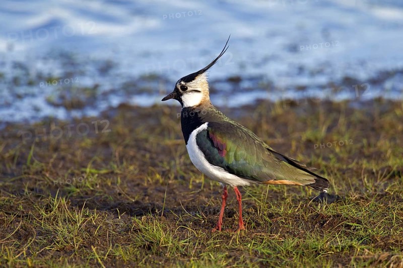 Northern Lapwing (Vanellus vanellus) foraging on lake shore, Germany, Europe