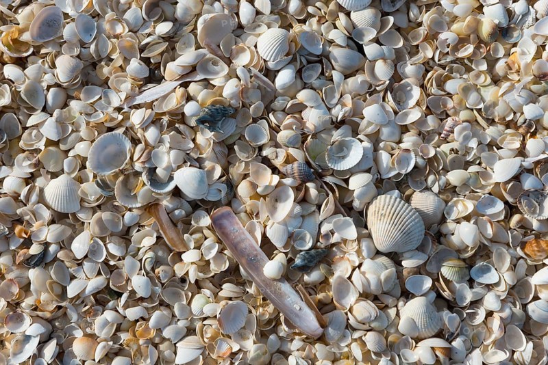 Shells, Palmestranden, Palm Beach, Frederikshavn, North Jutland, North Jutland, Kattegat, Denmark, Europe