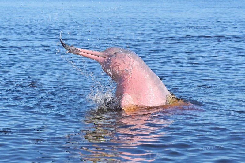 Hunting Amazon River Dolphin or Pink Amazon Dolphin (Inia geoffrensis), Rio Negro, Manaus, Amazonia State, Brazil, South America