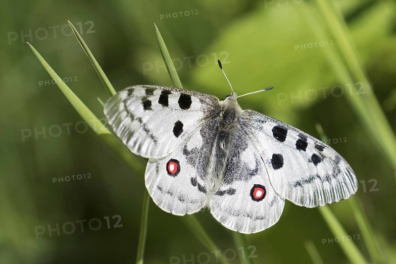 Mountain Apollo (Parnassius apollo) butterfly perched on grass stalk, native to alpine meadows and pastures of continental European mountains