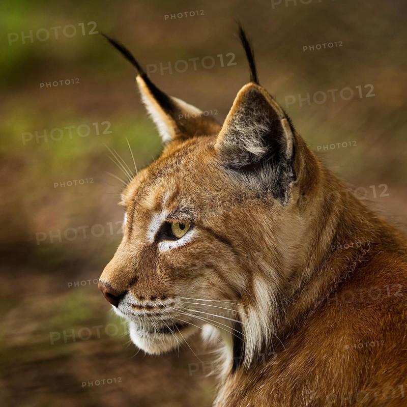 Eurasian lynx (Lynx lynx), northern lynx portrait, captive in Sababurg Zoo, Hofgeismar, Reinhardswald, Hesse, Germany, Europe