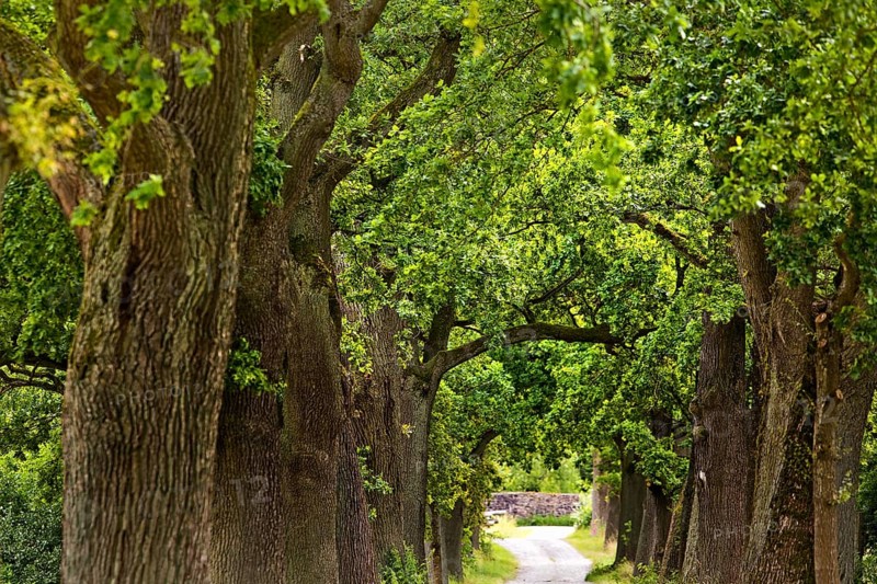 Avenue with old oaks in the Sababurg Zoo, Hofgeismar, Reinhardswald, Hesse, Germany, Europe