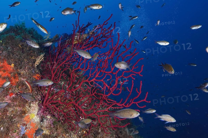 Violescent sea-whip (Paramuricea clavata) and schooling group of monkfish (Chromis chromis) in the Mediterranean Sea near Hyères. Dive site Giens Peninsula, Côte dAzur, France, Europe