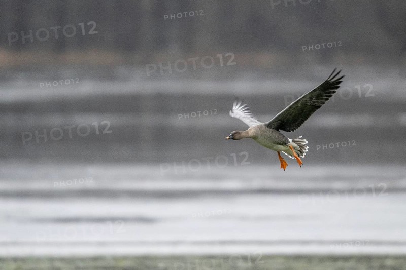 Bean goose (Anser fabalis), landing, Emsland, Lower Saxony, Germany, Europe