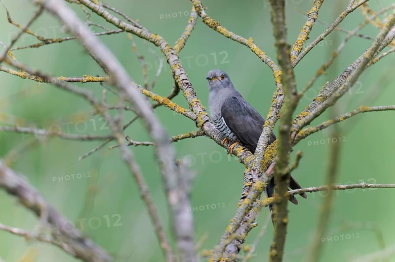Common cuckoo (Cuculus canorus) male, Lower Saxony, Germany, Europe