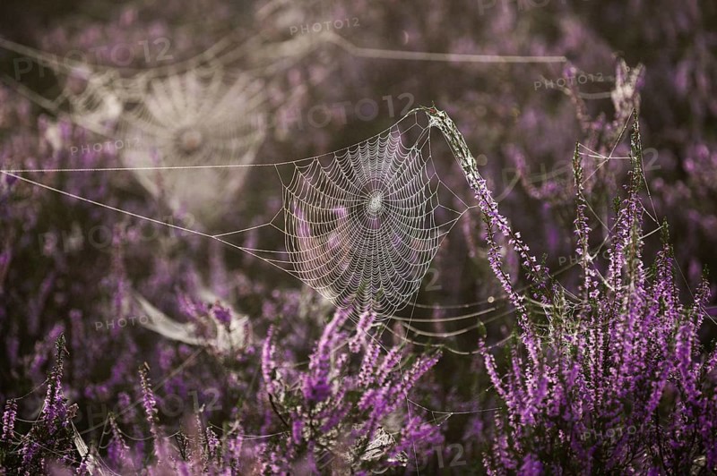 Broom common heather (Calluna vulgaris) in bloom, spider webs, Lüneburg Heath, Lower Saxony, Germany, Europe