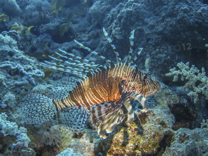 Pacific red lionfish (Pterois volitans), dive site wreck of the Dunraven, Red Sea, Egypt, Africa