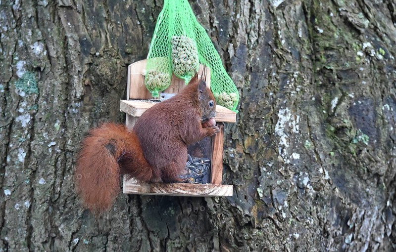 Squirrel (Sciurus) eats peanuts at the feeder in winter