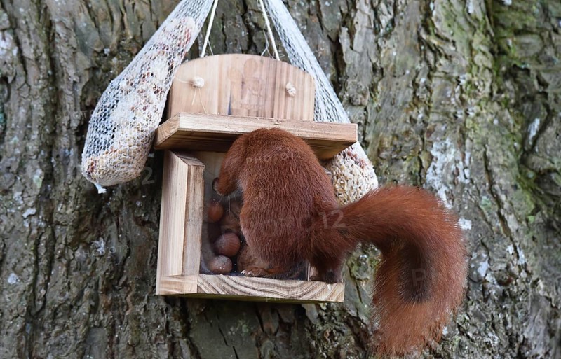 Squirrel (Sciurus) eats hazelnuts at the feeder