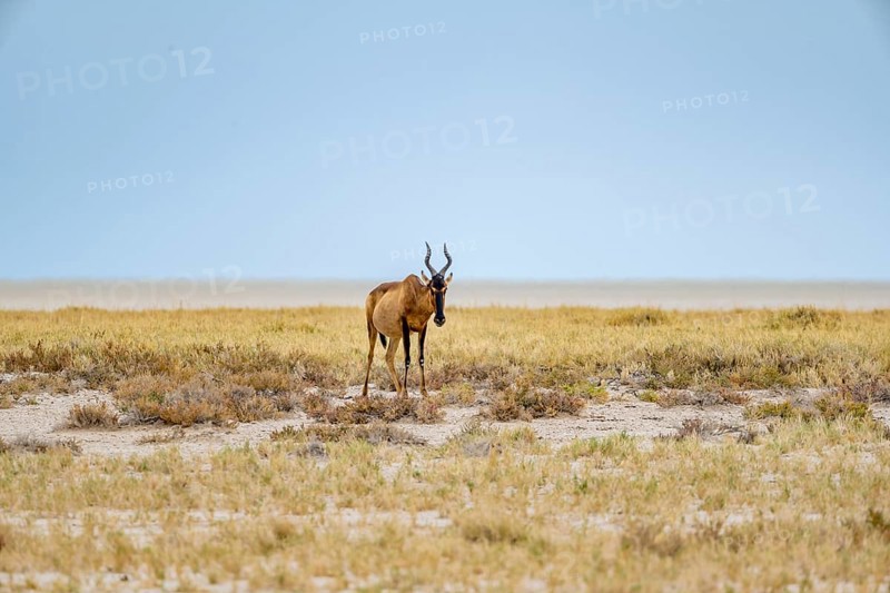 Lone sassaby (Damaliscus lunatus) in dry savannah at the Etosha salt pan, Etosha National Park, Namibia, Africa