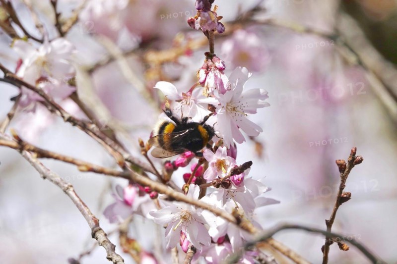 Blossom of the Higan cherry, Bumblebee, March, Germany, Europe