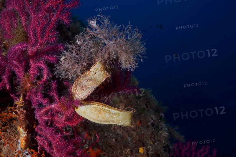 Two specimens of egg capsule of nursehound (Scyliorhinus stellaris) attached to violescent sea-whip (Paramuricea clavata) in the Mediterranean Sea near Hyères. Dive site peninsula Giens, Côte d'Azur, France, Europe