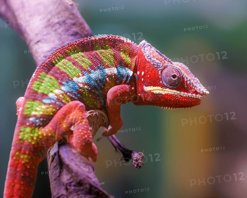 Panther chameleon (Furcifer pardalis), Germany, Europe