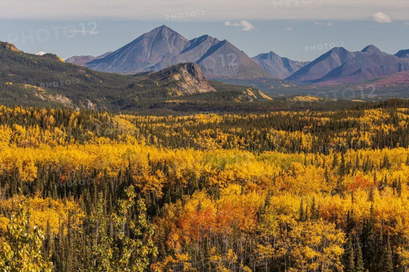 Yellowish coloured aspens in autumn in front of mountains, Alaska Range, Alaska, USA, North America
