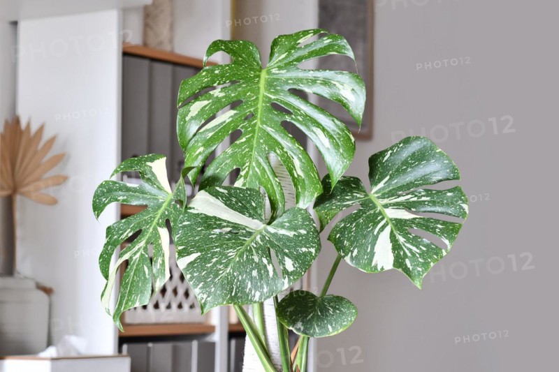 Close up of Tropical 'Monstera Deliciosa Thai Constellation' houseplant with beautiful white sprinkled varigated leaves