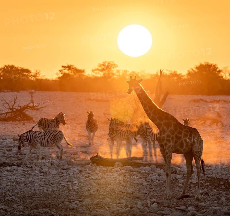Angolan giraffe (Giraffa giraffa angolensis) and plains zebra (Equus quagga), backlit at sunset, atmospheric sunset, Okaukuejo waterhole, Etosha National Park, Namibia, Africa