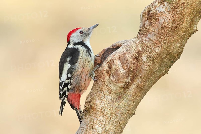 Middle Spotted Woodpecker (Dendrocopos medius) sitting on a branch, Animals, Birds, Woodpeckers, Siegerland, North Rhine-Westphalia, Germany, Europe
