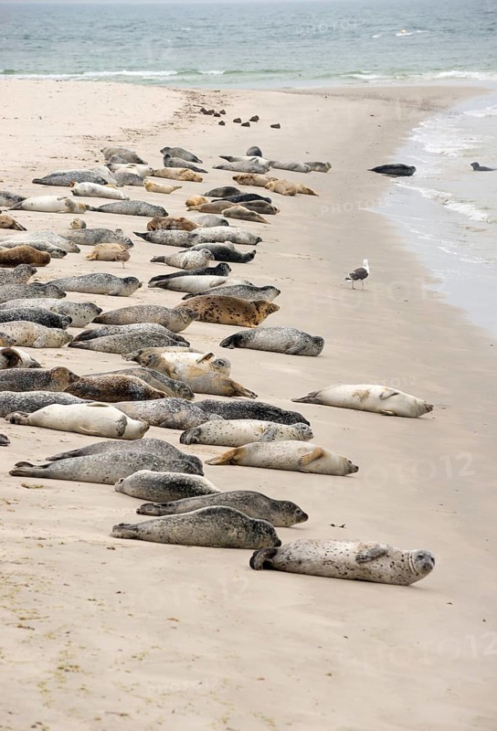 European harbour seal (Phoca vitulina vitulina) and grey seals (Halichoerus grypus) resting, colony, great black-backed gull (Larus marinus), lesser black-backed gull (Larus fuscus) and common eiders (Somateria mollissima), sandy beach of the island of Düne belonging to Heligoland, North Sea, Schleswig-Holstein, Germany, Europe