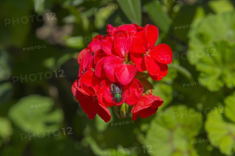 An insect sitting on bright red flowers surrounded by green leaves, bracken chafer (Phyllopertha horticola), family Scarabaeidae, geranium, Peloponnese, Greece, Europe