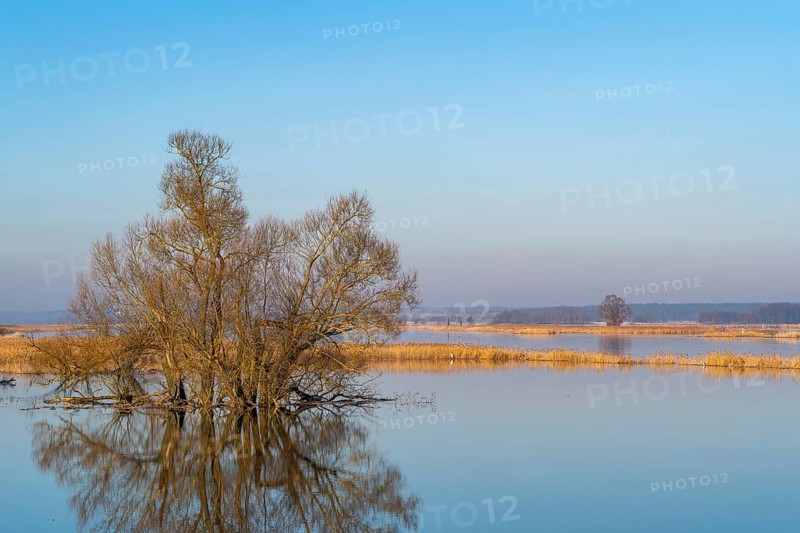 Winter floods, trees and flooded meadows in the floodplains along the river Oder, GroÃŸ Neuendorf, Oderbruch, Brandenburg, Germany, Europe