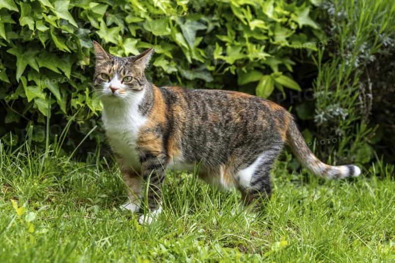 Cat, European Shorthair, domestic cat (Felis catus), in the grass, tricoloured, Baden-Württemberg, Germany, Europe