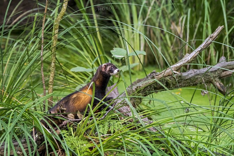 European polecat (Mustela putorius) hunting along shore of pond in marshland