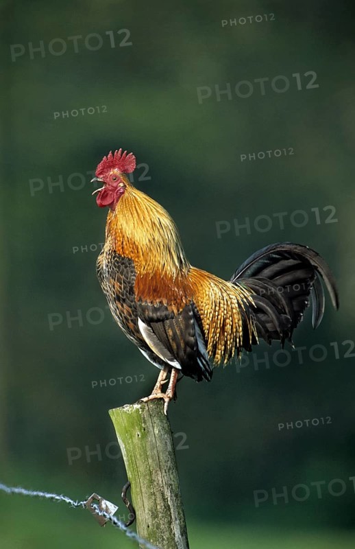 Cock crowing on fence along field