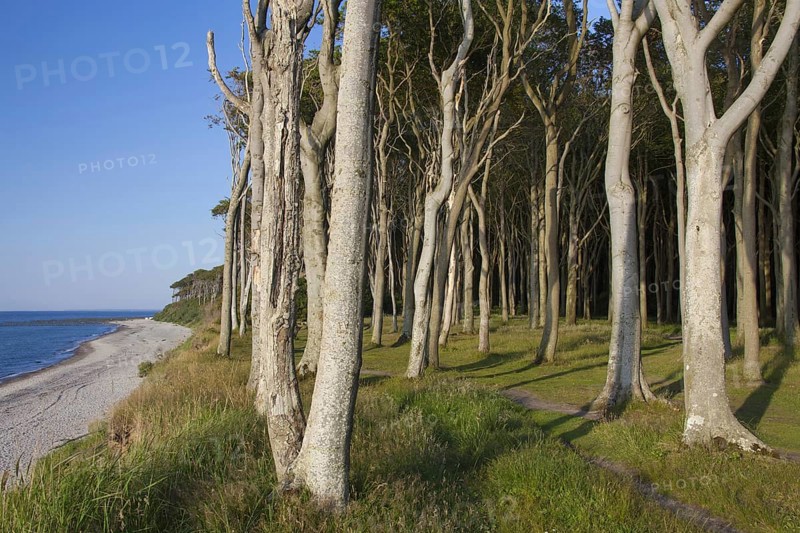 Beech trees, shaped by strong sea winds, at Ghost Wood, Gespensterwald along the Baltic Sea beach at Nienhagen, Mecklenburg-Vorpommern, Germany, Europe