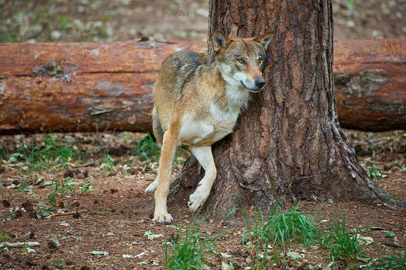 European gray wolf (Canis lupus), scratching on tree in forest, Germany, Europe