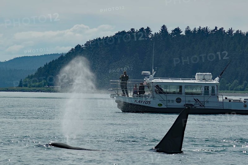 Fluke of an orca in front of a small tourist boat, Whale watching, Inside Passage, Juneau, Alaska, USA, North America