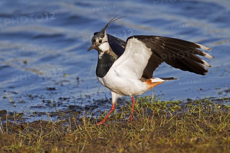 Northern Lapwing (Vanellus vanellus) foraging on lake shore, Germany, Europe