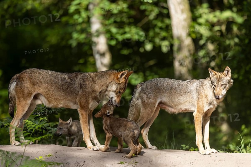 European wolf alpha gray wolves (Canis lupus) with pups, Germany, Europe