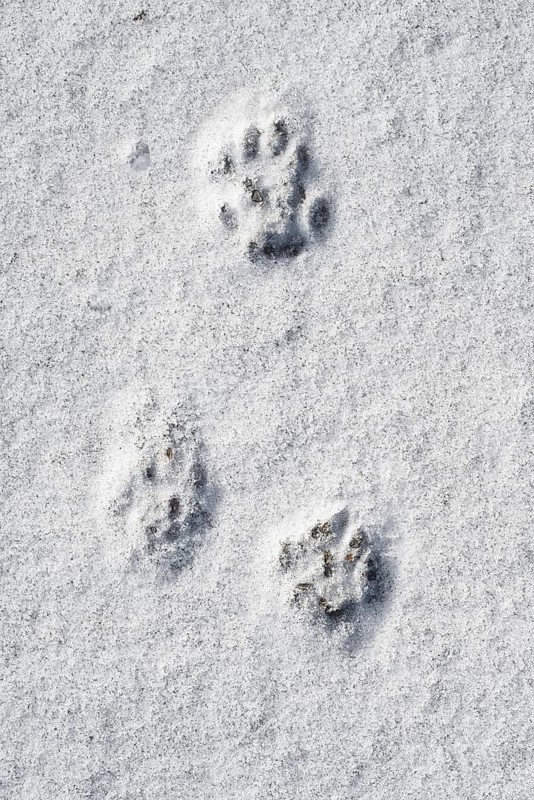 Close-up of footprints showing paw pads from European polecat (Mustela putorius) in the snow in winter