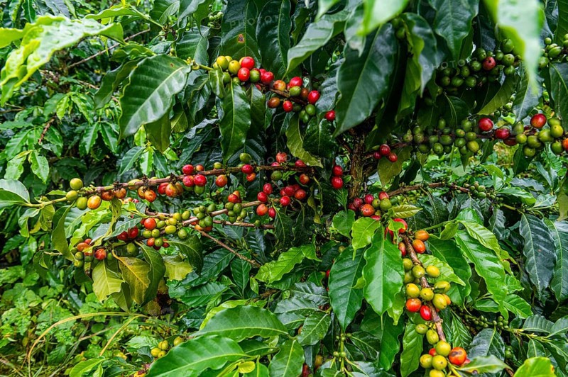 Coffee bushes and beans, Coffee farm Hacienda Venecia, Zona Cafetera, Colombia, South America