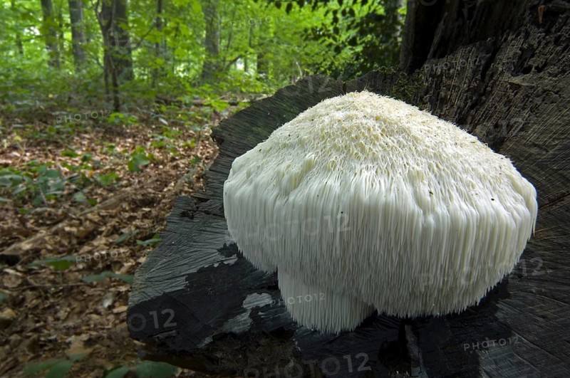 Lion's mane mushroom, bearded tooth (Hericium erinaceum) (Hericium erinaceus) (Clavaria erinaceus) on tree trunk