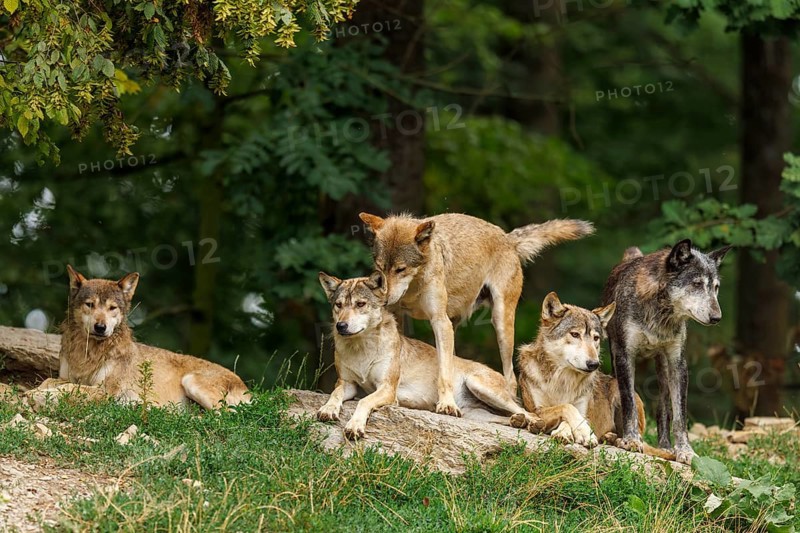 Algonquin wolf (Canis lupus lycaon), wolf, American wolf, wolf pack on a hill, Germany, Europe