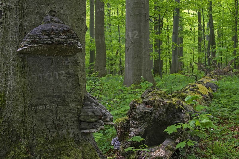 Dead beech tree trunk infected with false tinder fungus, hoof fungus, tinder conk, Hainich National Park, Thuringia, Thüringen, Germany, Europe