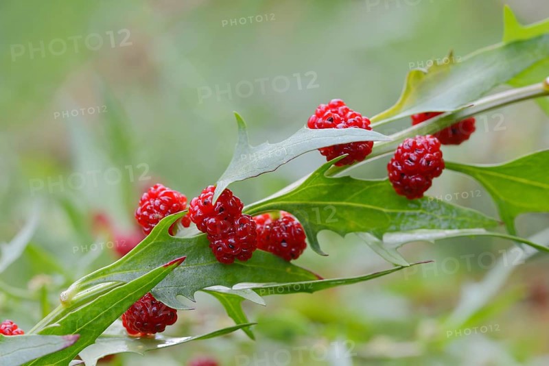 Leafy goosefoot (Blitum virgatum), fruit, Germany, Europe