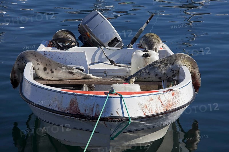 Shot Harp seals (Phoca groenlandica) in Inuit hunter's motorboat, Uummannaq, North-Greenland, Greenland, North America