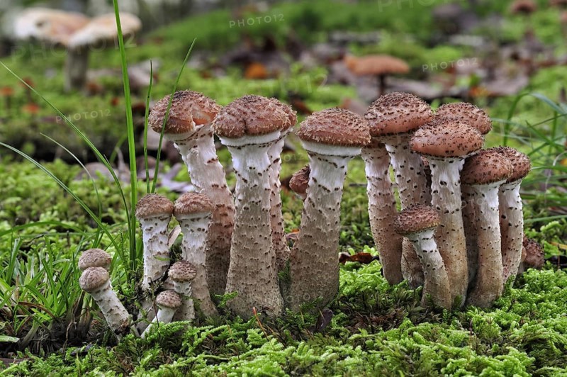 Dark honey fungus (Armillaria solidipes) (Armillaria ostoyae) growing amongst moss on forest floor in autumn