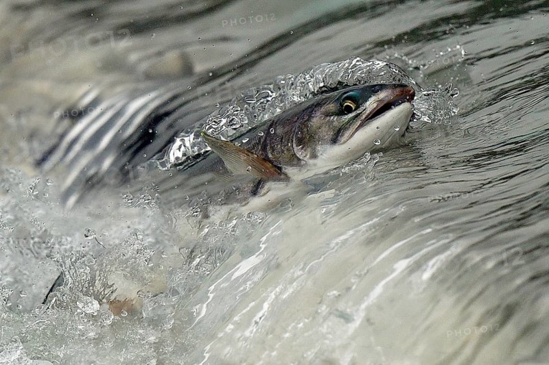 Pink salmon (Oncorhynchus gorbuscha) jumping up a waterfall on their way to spawning grounds, Prince William Sound, Alaska, USA, North America