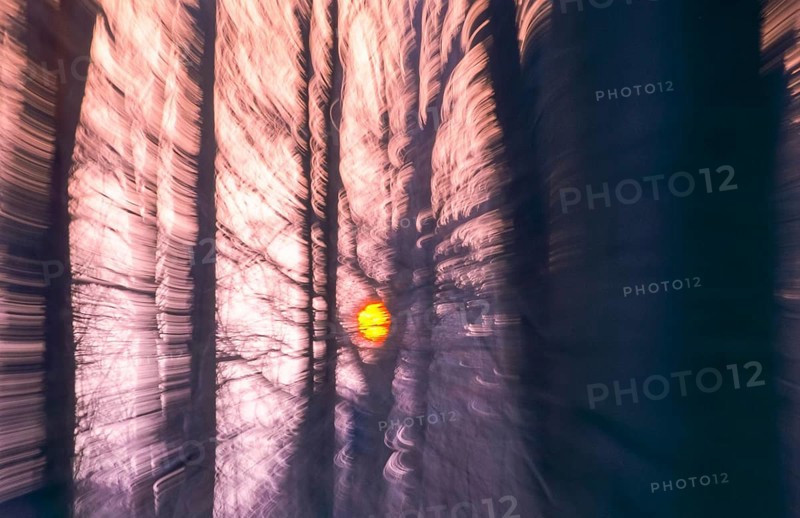 Deciduous forest in winter abstract, copper beeches (Fagus sylvatica) in December, red sun shortly in front of sunset shines through the bare branches and trunks, wipe effect, artistic, Lower Saxony, Germany, Europe