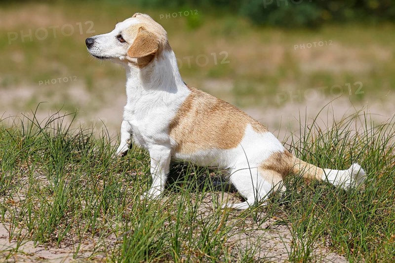 Dog, Jack Russell Terrier, Dog breed, Domestic dog (Canis lupus familiaris), Schleswig-Holstein, Germany, Europe