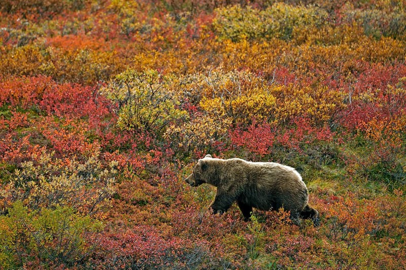 Grizzly bear (Ursus arctos horribilis) striding across the autumn-coloured tundra with a view of the coloured berry bushes, Denali National Park, Alaska, USA, North America