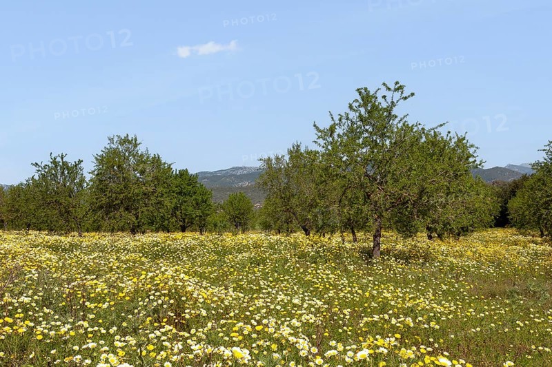 Flowering meadow with crownwort (Glebionis coronaria), almond trees (Prunus dulcis) and holm oaks, Majorca, Balearic Islands, Spain, Europe