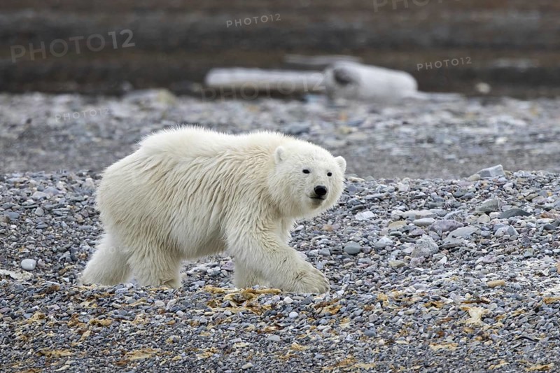 Young solitary polar bear (Ursus maritimus) cub foraging on shingle beach along the Svalbard coast in summer, Spitsbergen