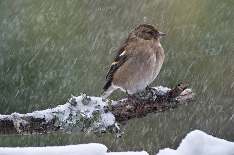 Common chaffinch (Fringilla coelebs) female with fluffed out feathers perched on branch during snow shower in winter