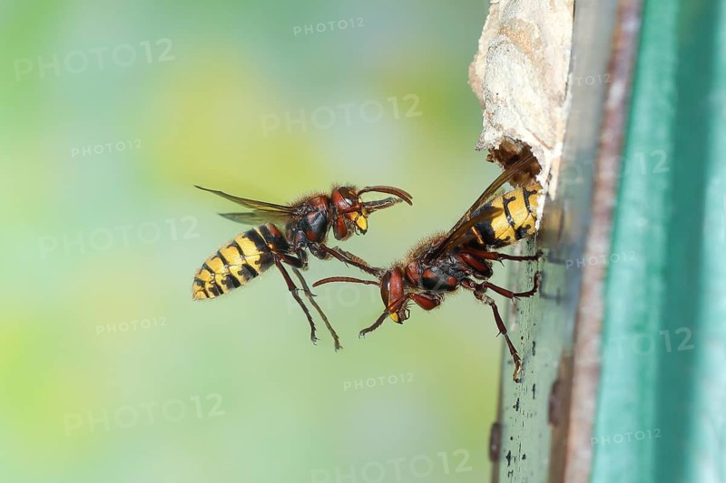 European hornets (Vespa crabro) approaching the nest in a bird nest box, in flight, highspeed nature photo, insects, Siegerland, North Rhine-Westphalia, Germany, Europe