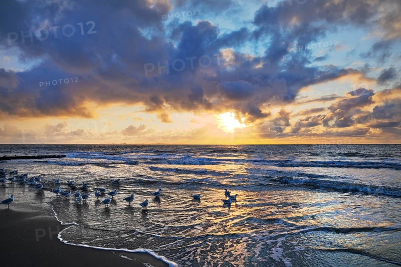 Outgoing tidal fringe in the mudflat landscape with setting sun and seagulls, Norderney Island, North Sea, Lower Saxony, Germany, Europe